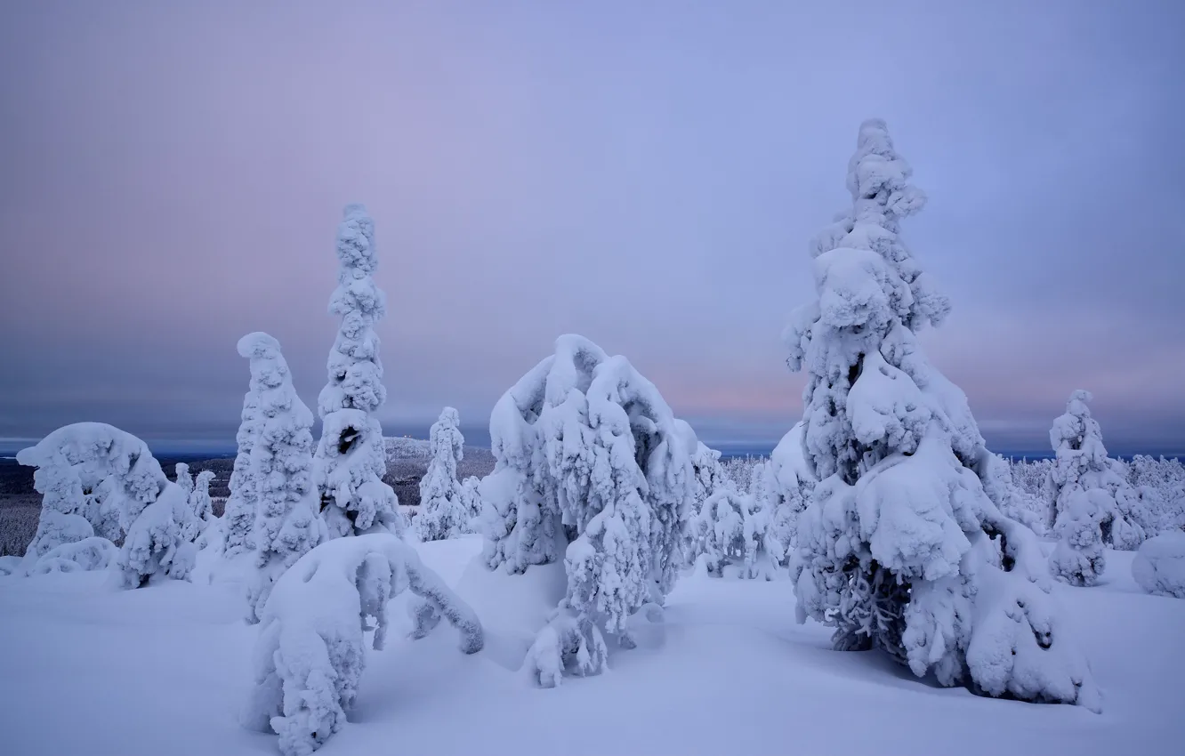 Фото обои зима, снег, деревья, Финляндия, Лапландия
