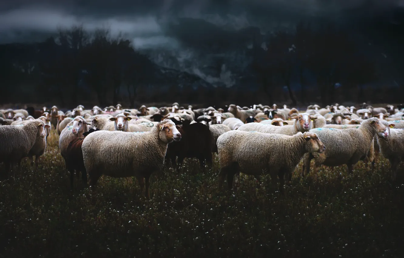 Фото обои природа, овцы, вечер