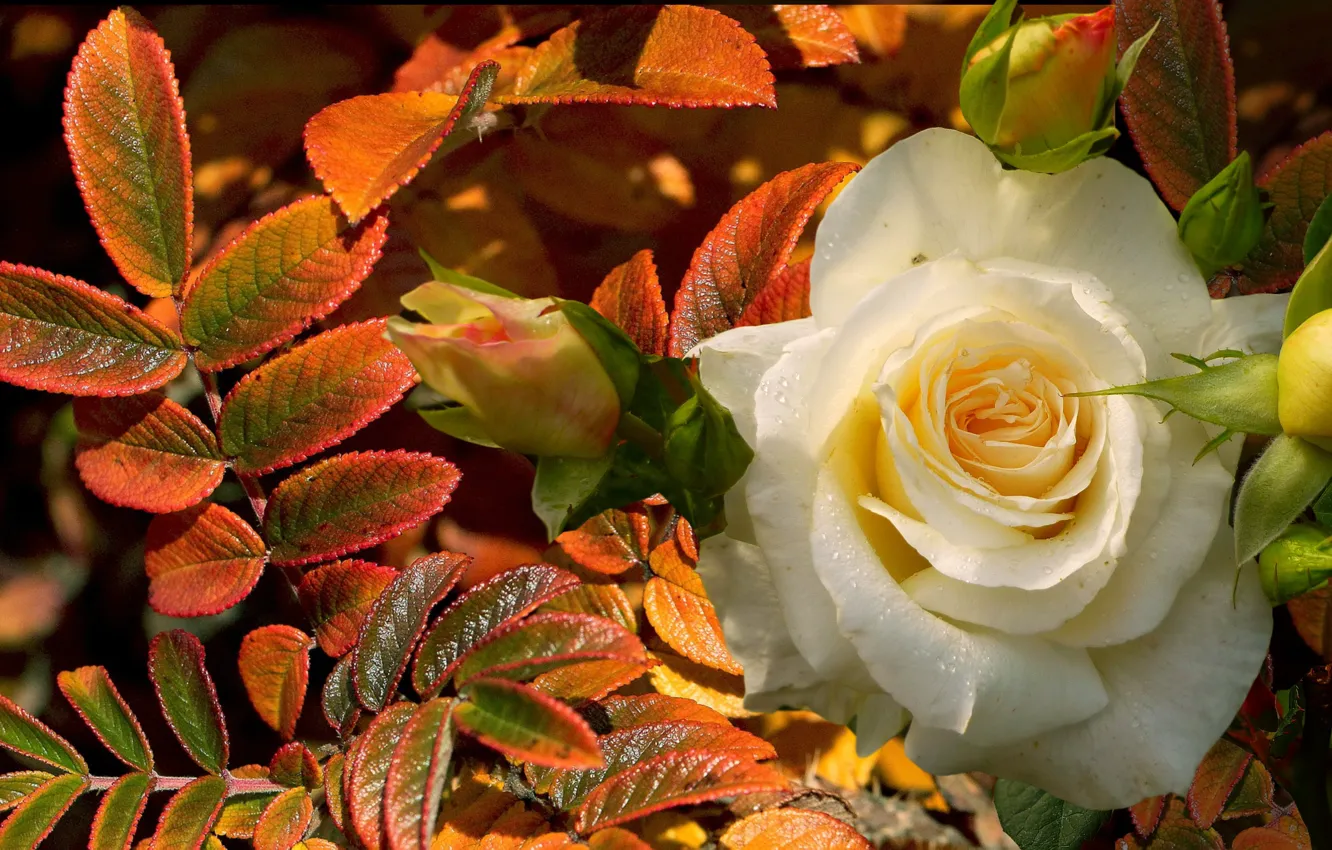 Фото обои осень, листья, роса, роза, белая