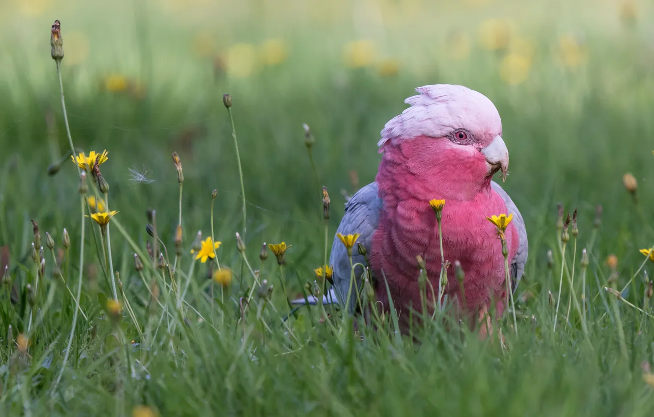 Фото обои трава, цветы, птица, попугай, боке, Розовый какаду