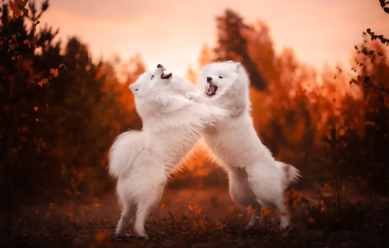 Фото обои осень, разборки, боке, две собаки, Самоед