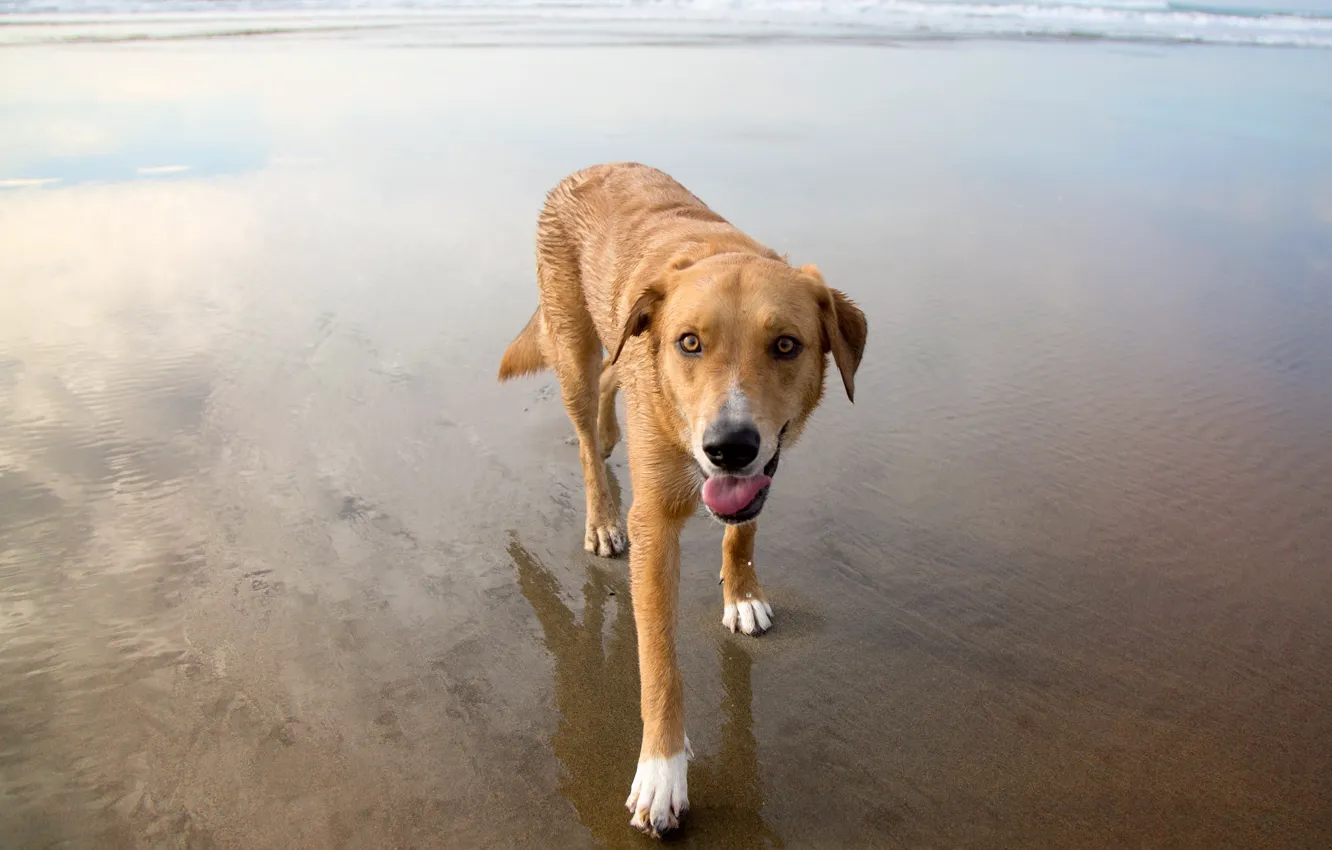 Фото обои пляж, друг, собака