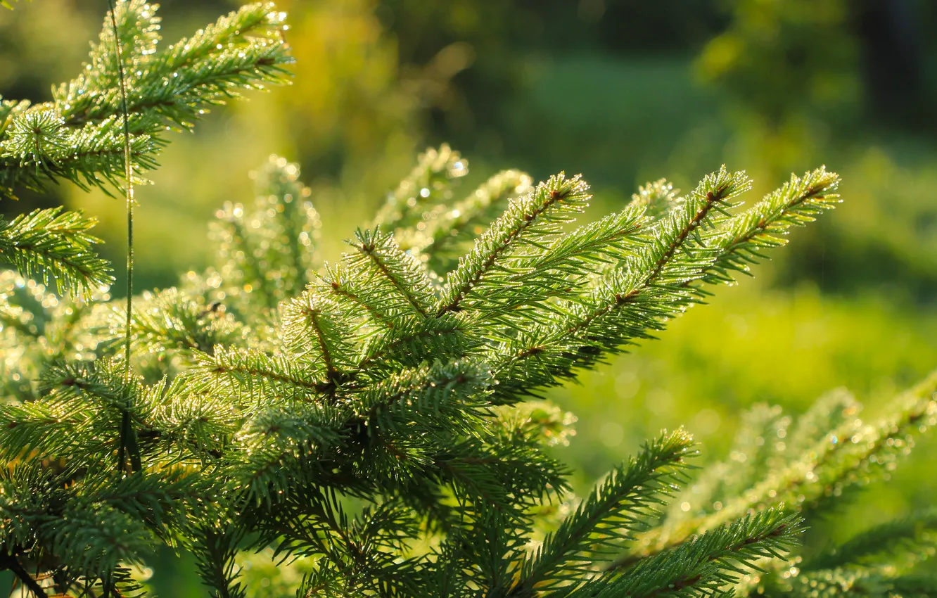 Фото обои dew, spruce, twig