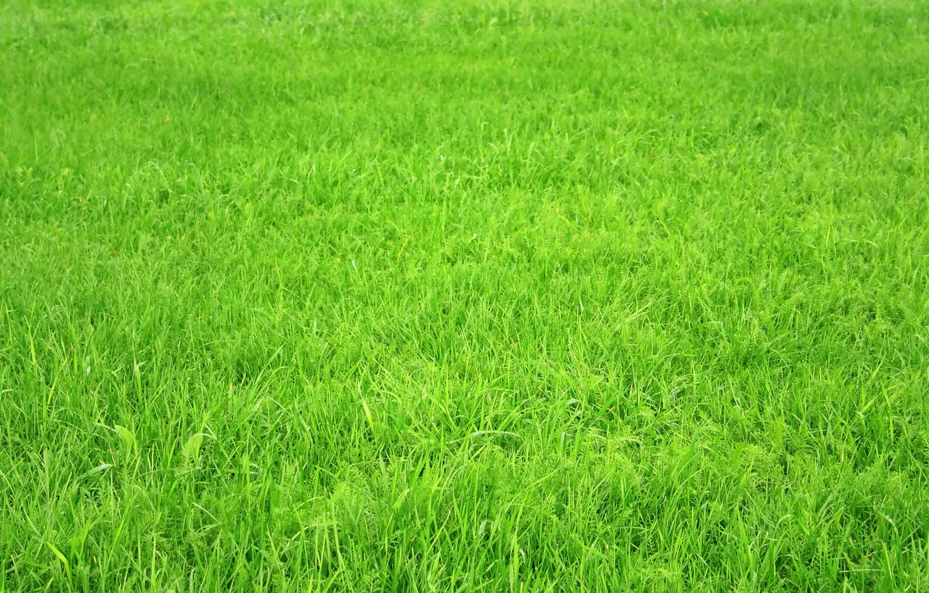 Фото обои поле, трава, зелёное