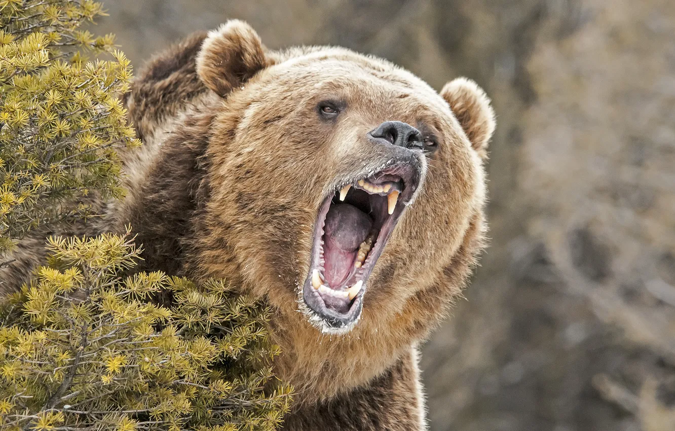 Фото обои bear, one, large, wildlife, angry, wild, single, close up