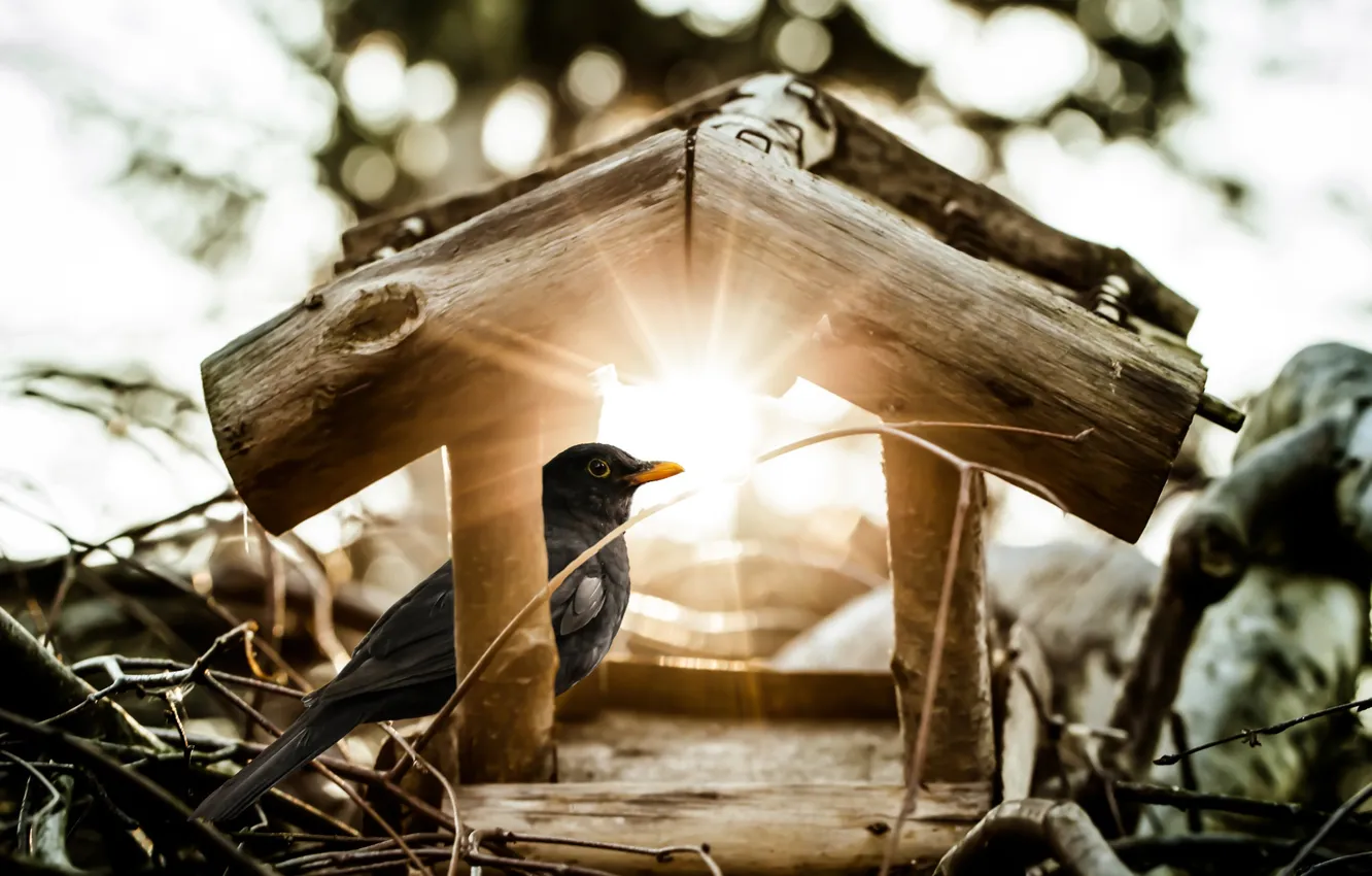 Фото обои солнце, лучи, домик, птичка