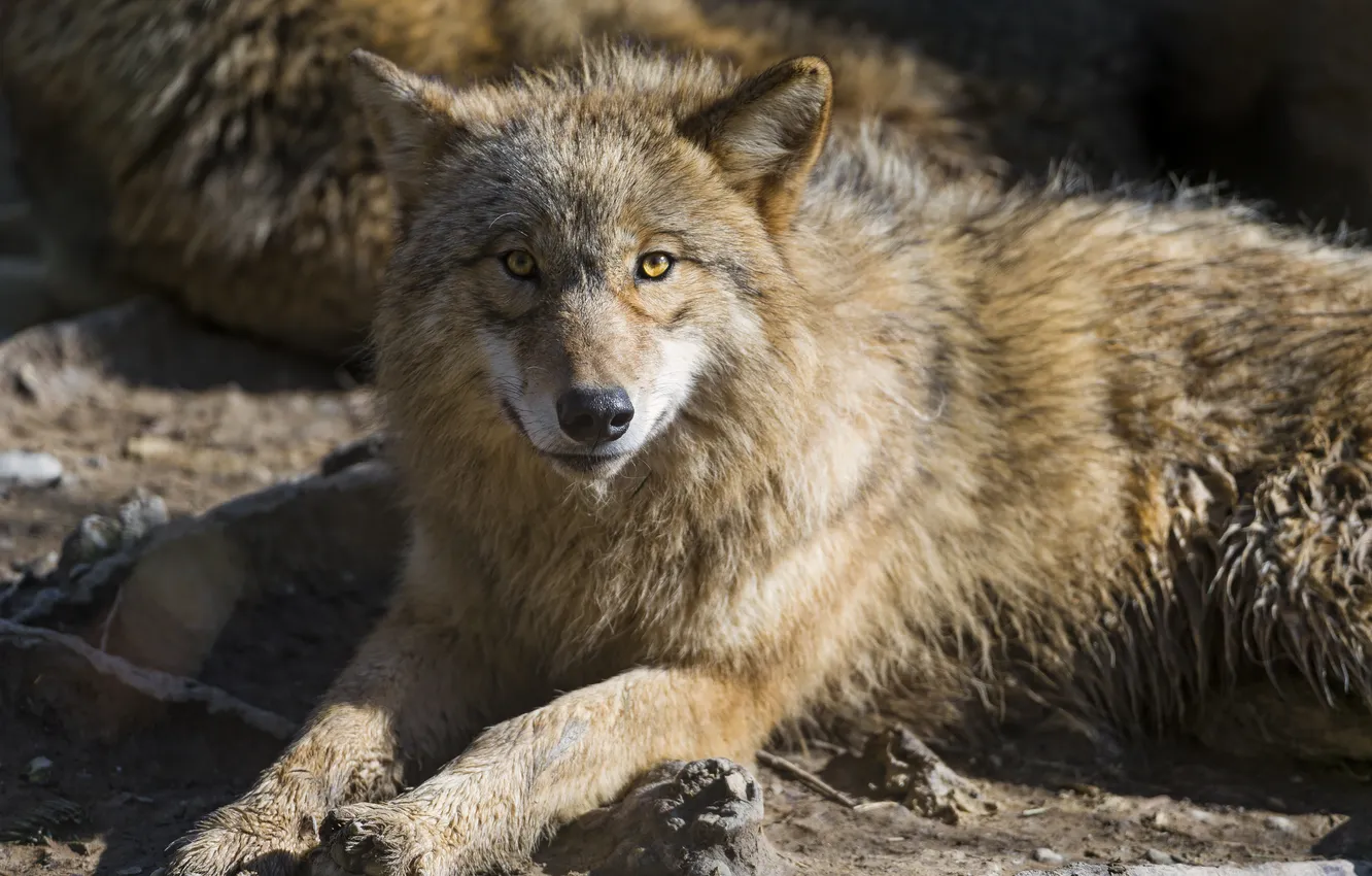 Фото обои взгляд, волк, хищник, ©Tambako The Jaguar