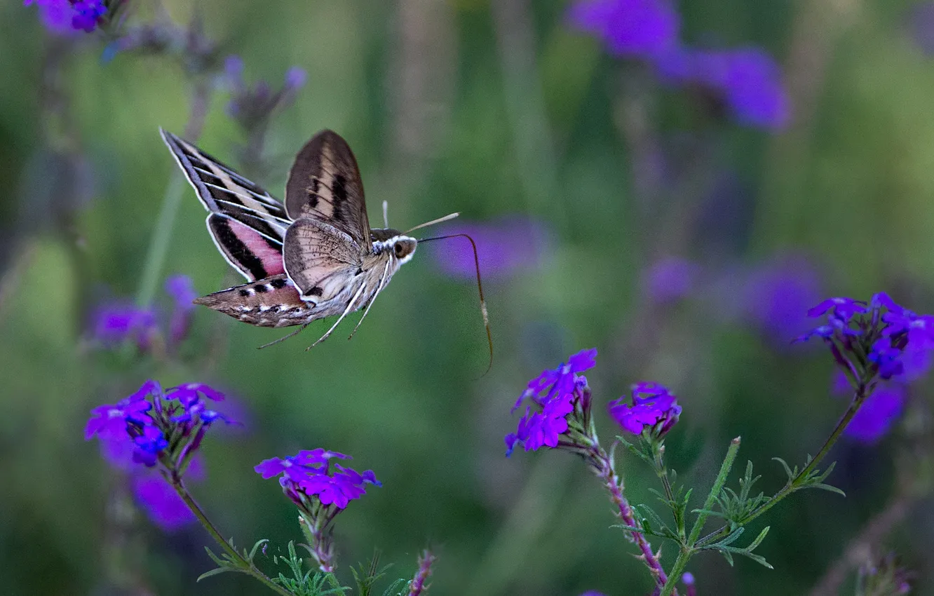 Фото обои полет, цветы, бабочка, языкан обыкновенный, бражник