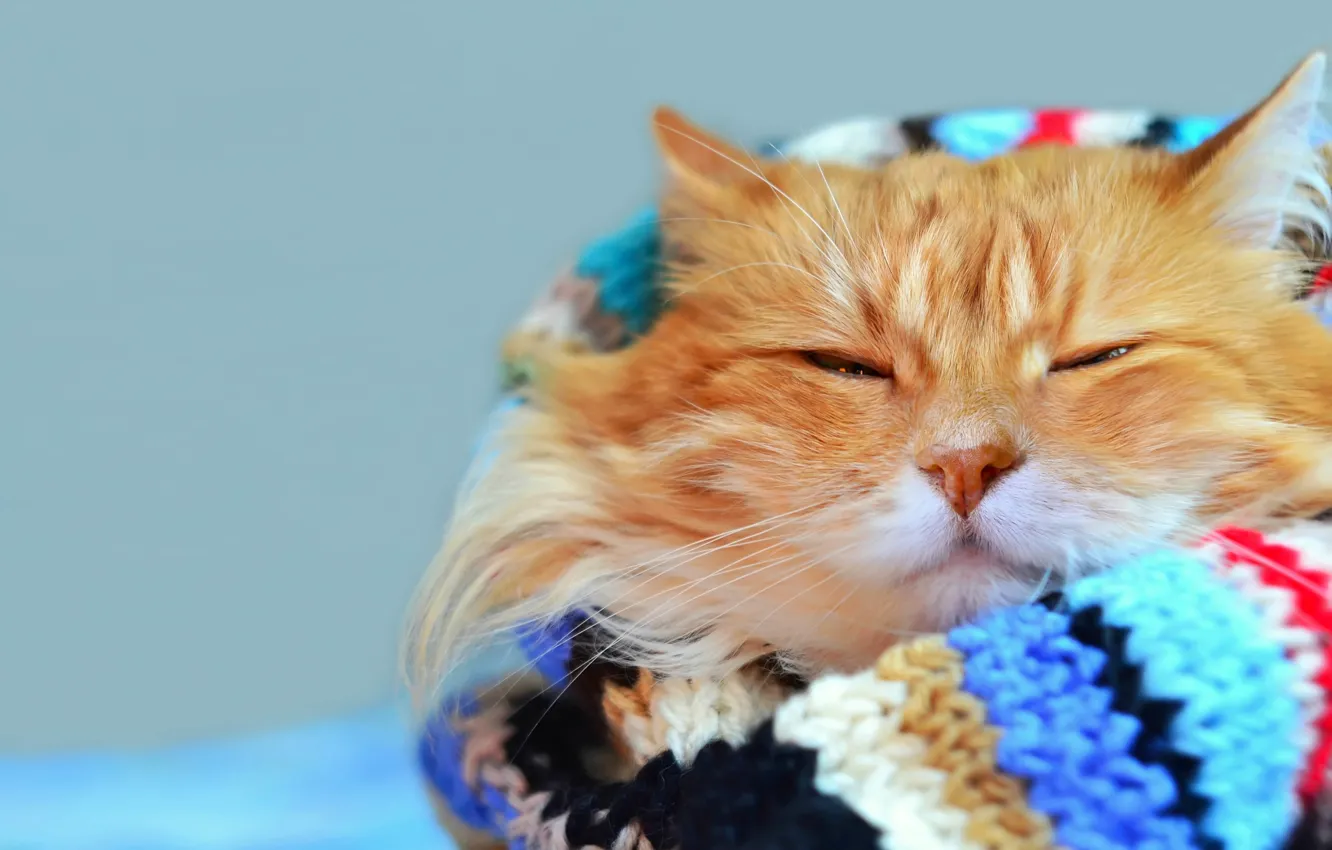 Фото обои кот, усы, взгляд, яркий, отдых, размытость, шарф, рыжий
