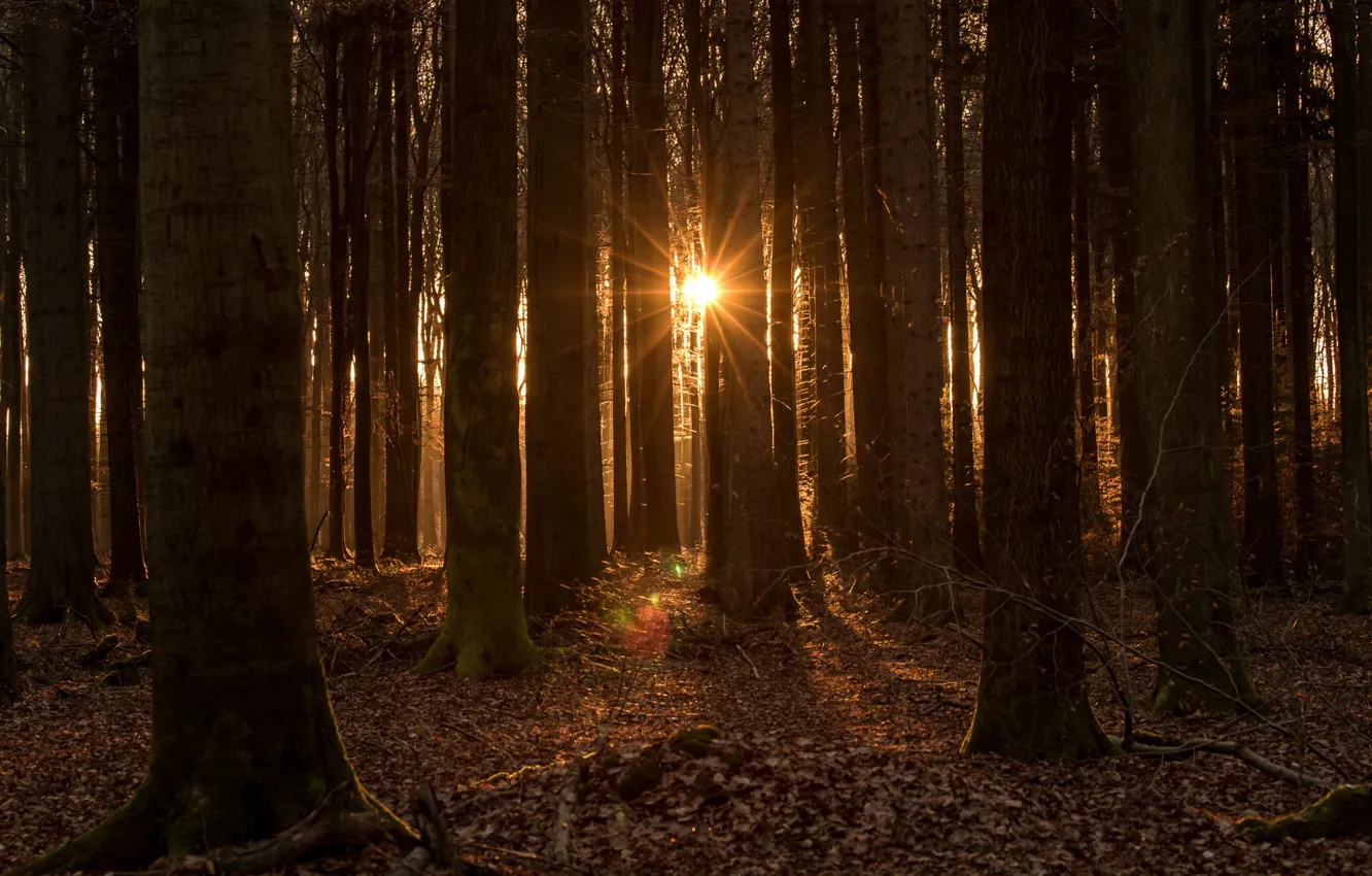 Фото обои лес, солнце, деревья, закат в лесу