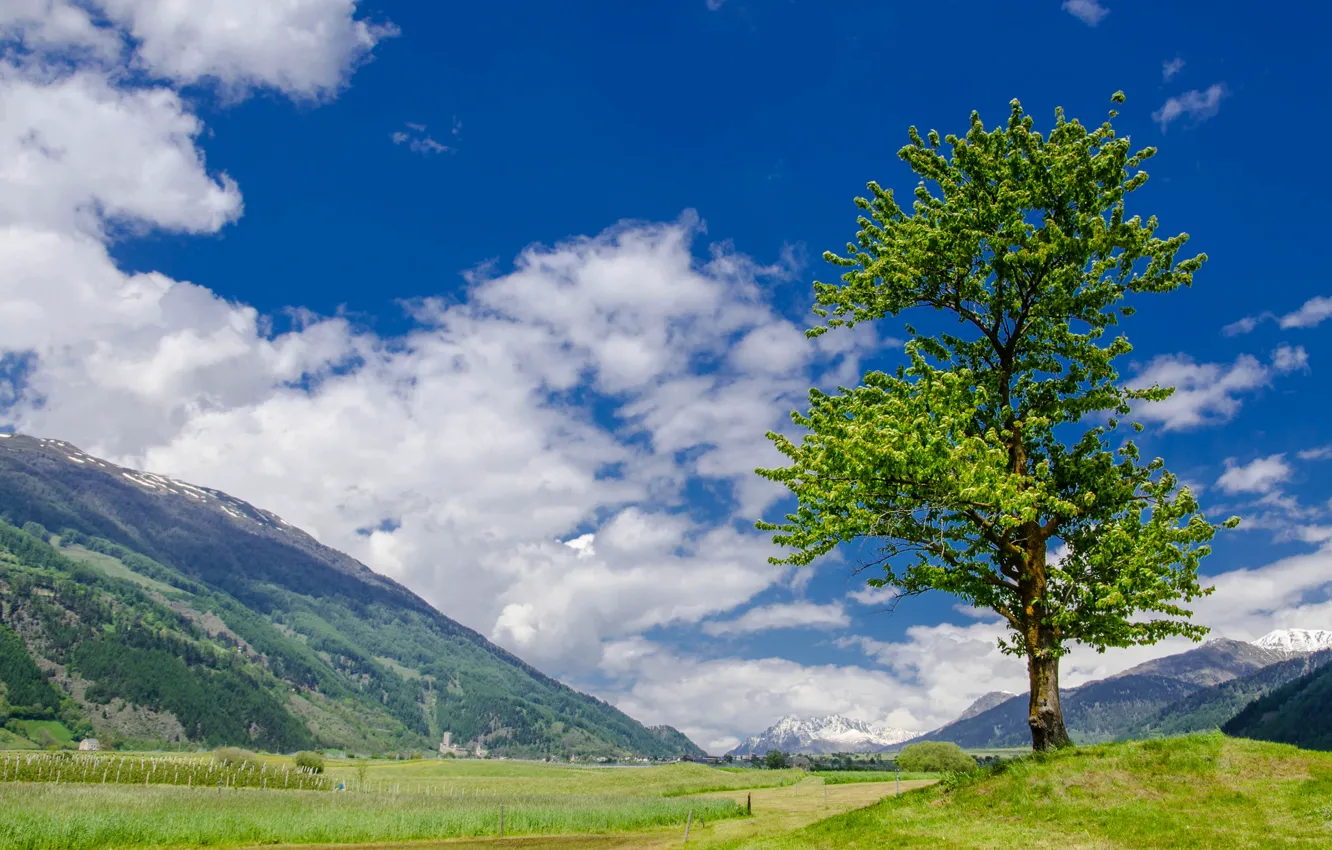 Фото обои небо, трава, облака, горы, дерево, долина