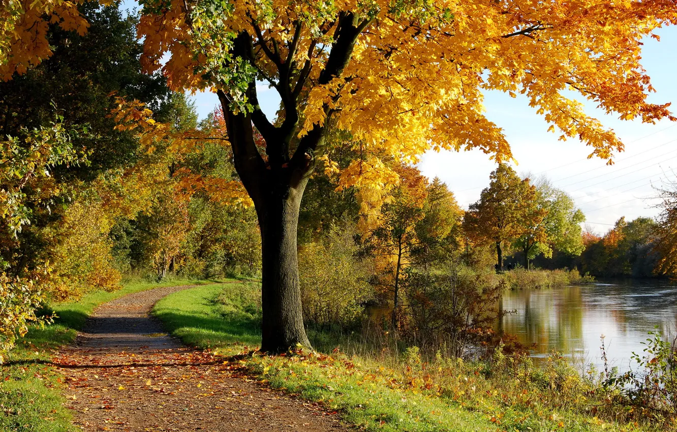 Фото обои осень, парк, дерево