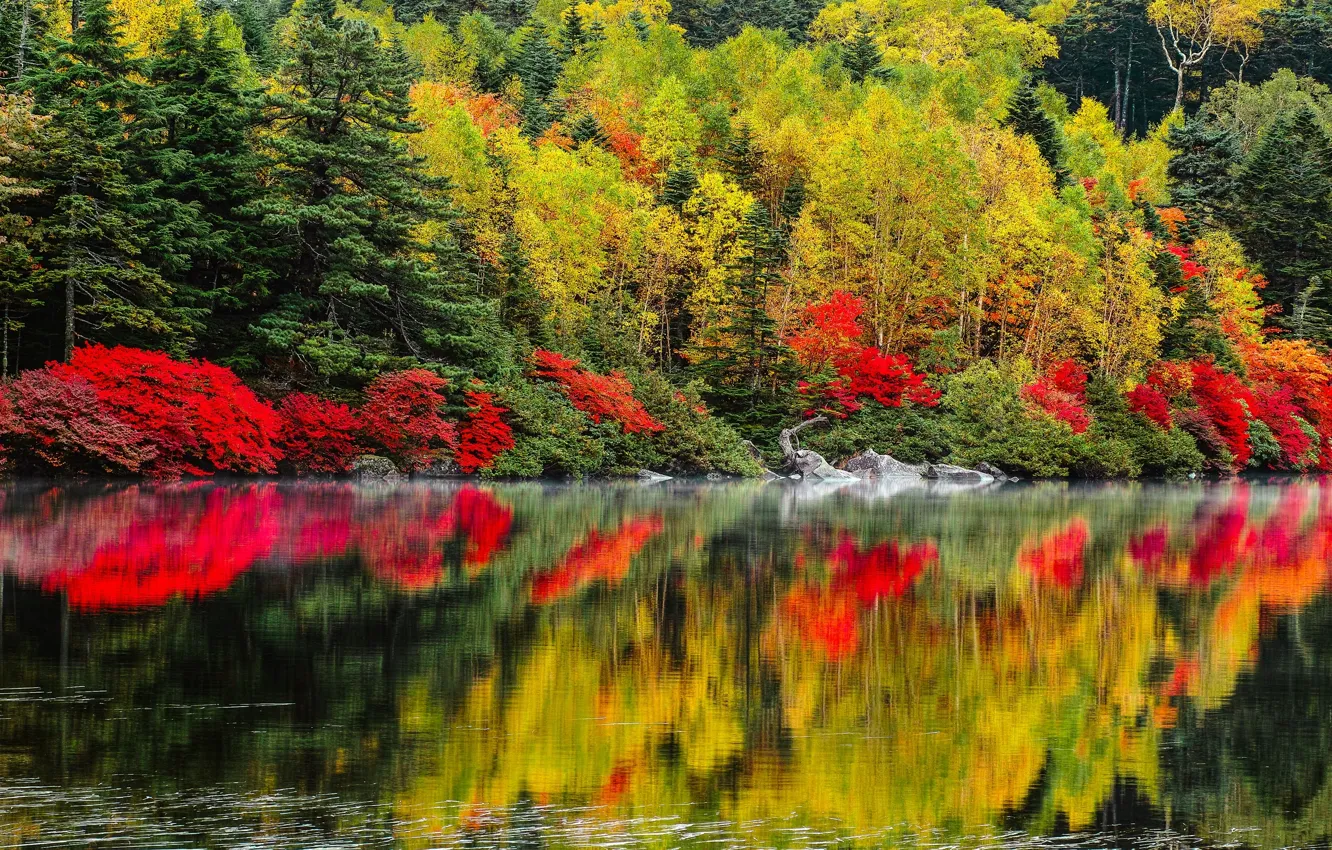 Фото обои осень, деревья, пейзаж, природа, озеро, леса