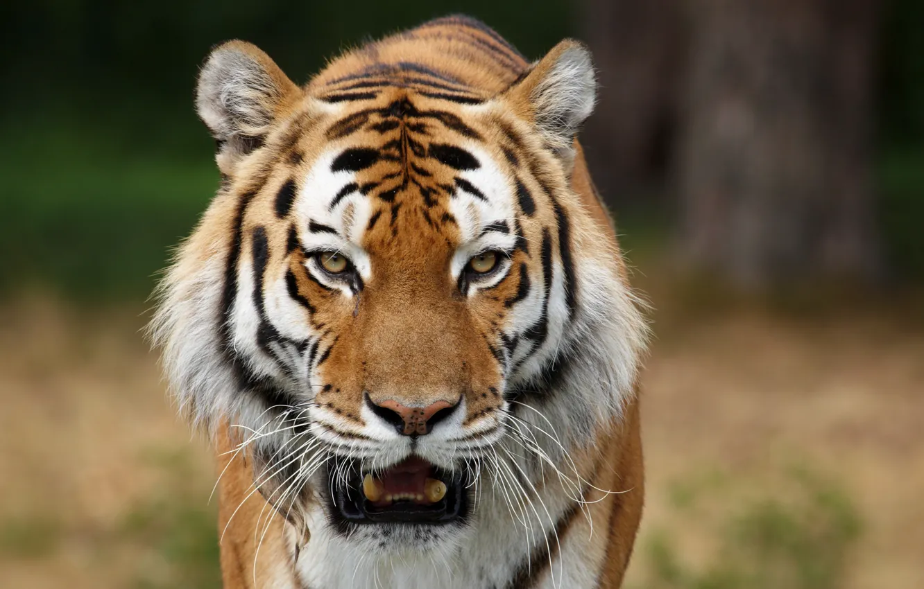 Фото обои хищники, дикие кошки, сибирские тигры, фото животных