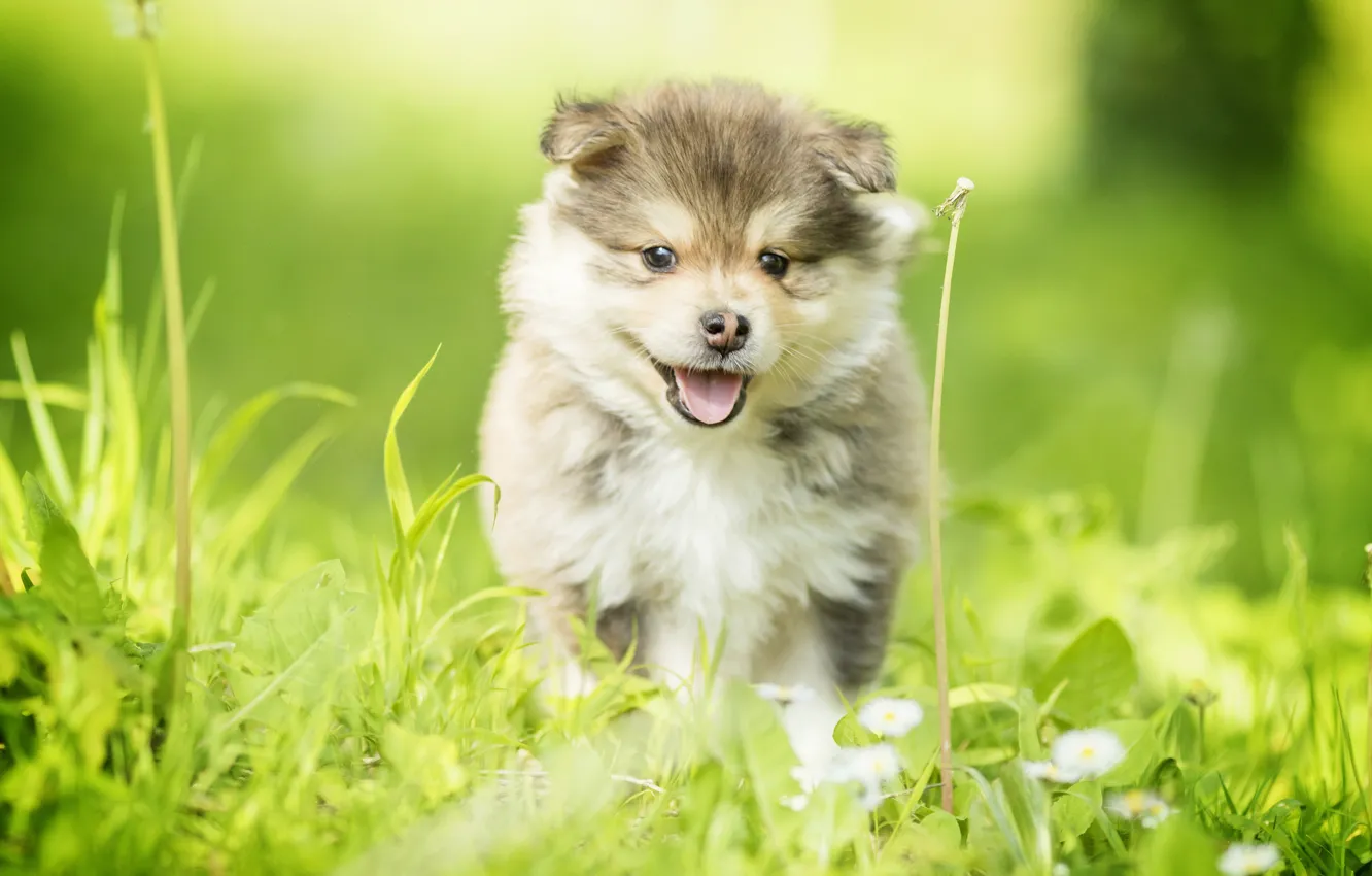 Фото обои трава, собака, щенок, прогулка, Финский лаппхунд