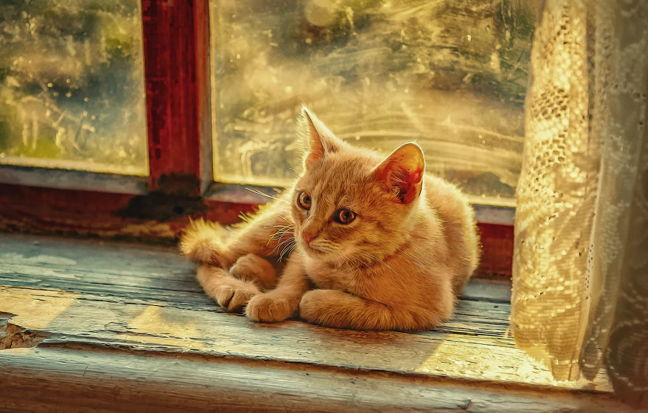 Фото обои кошка, кот, животное, окно, подоконник, занавеска, тюль, фотоарт