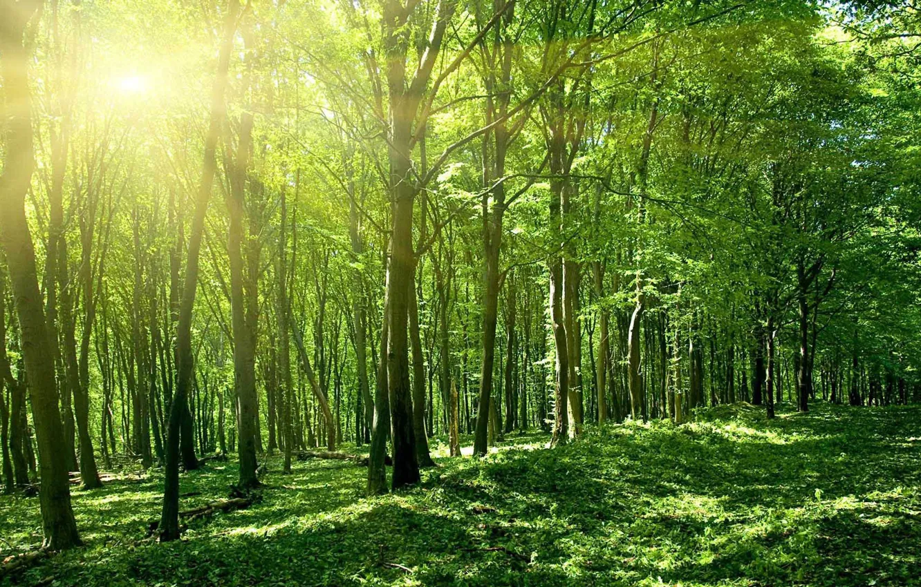 Фото обои лес, свет, природа