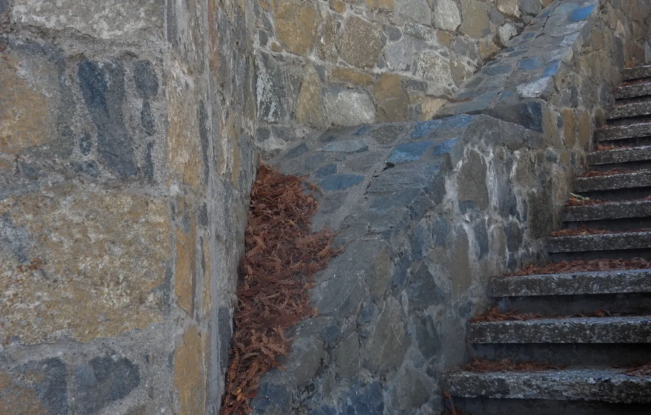 Фото обои листья, лист, стена, widescreen, обои, лестница, проем, wallpaper