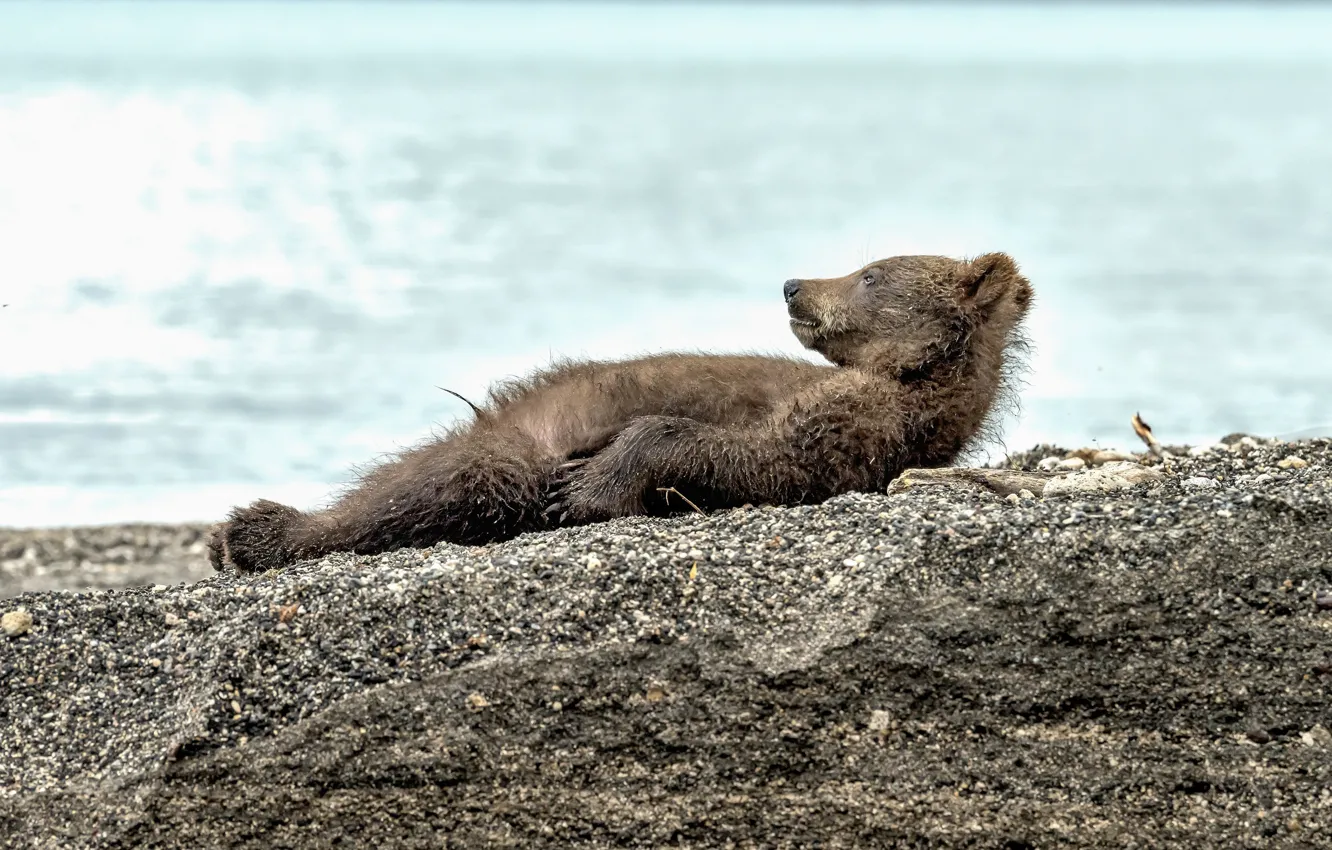 Фото обои отдых, медведь, лежит
