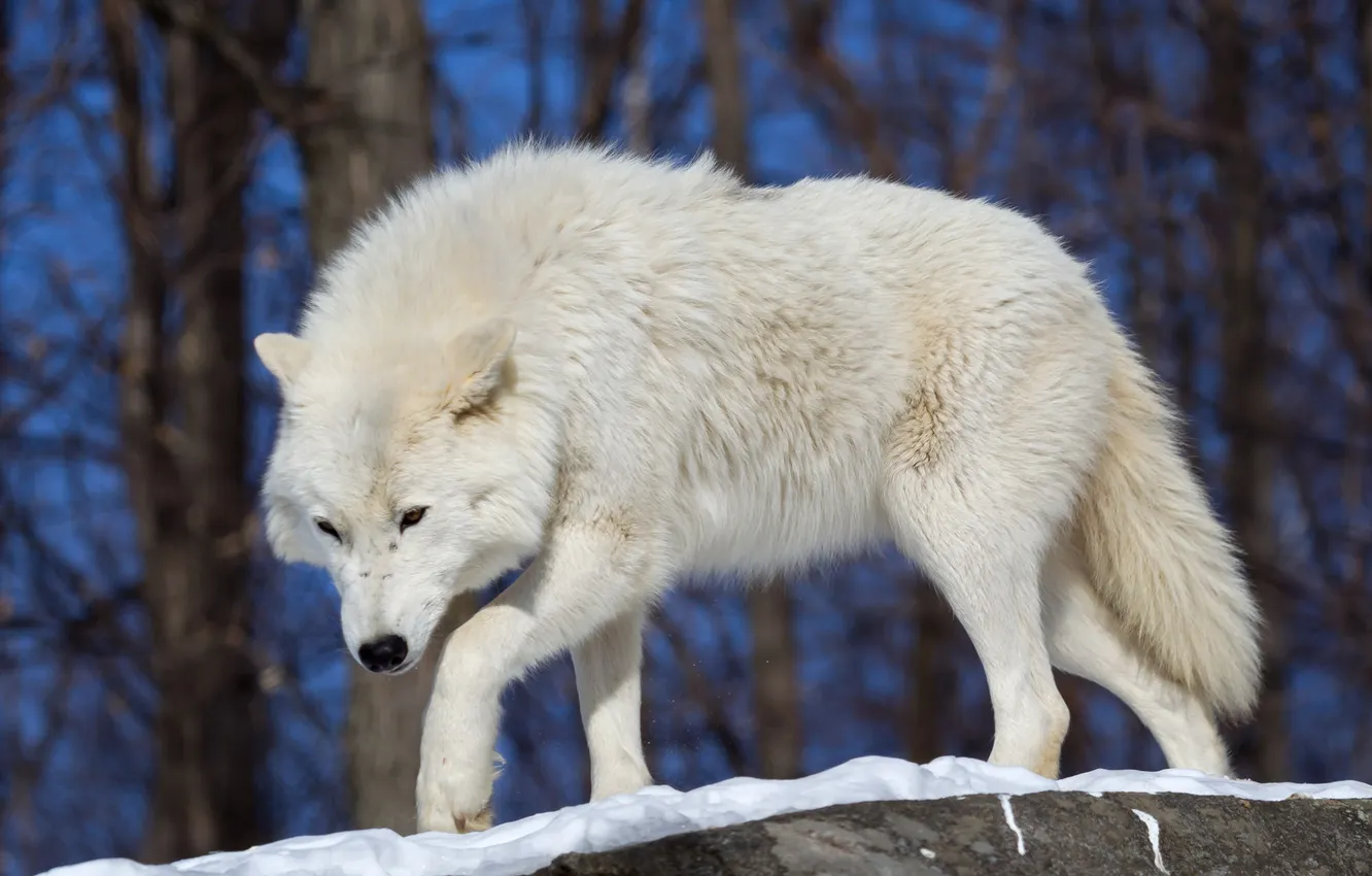 Фото обои nature, face, animal, wolf, wildlife, head, fur, mammal