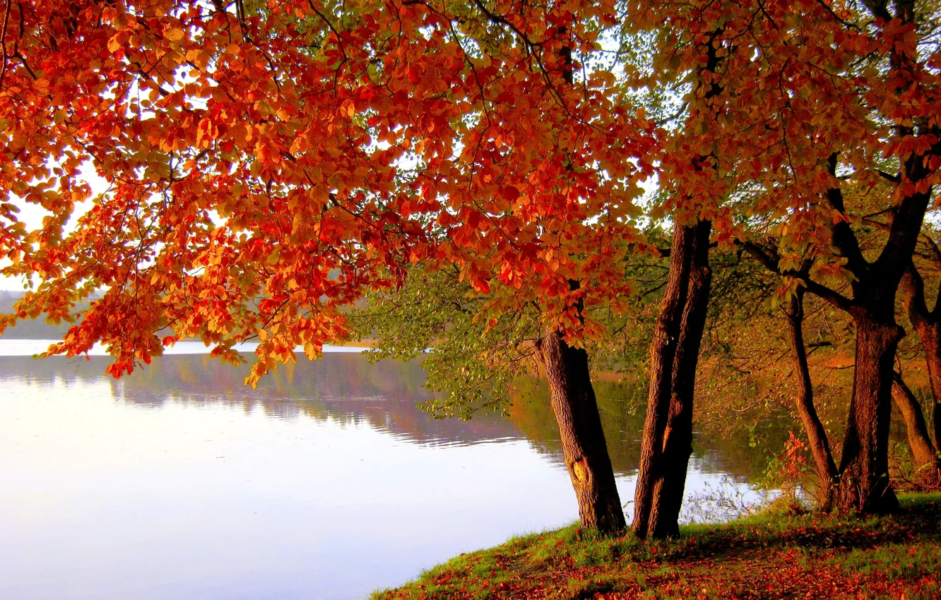 Фото обои осень, листья, деревья, озеро, пруд, парк, багрянец