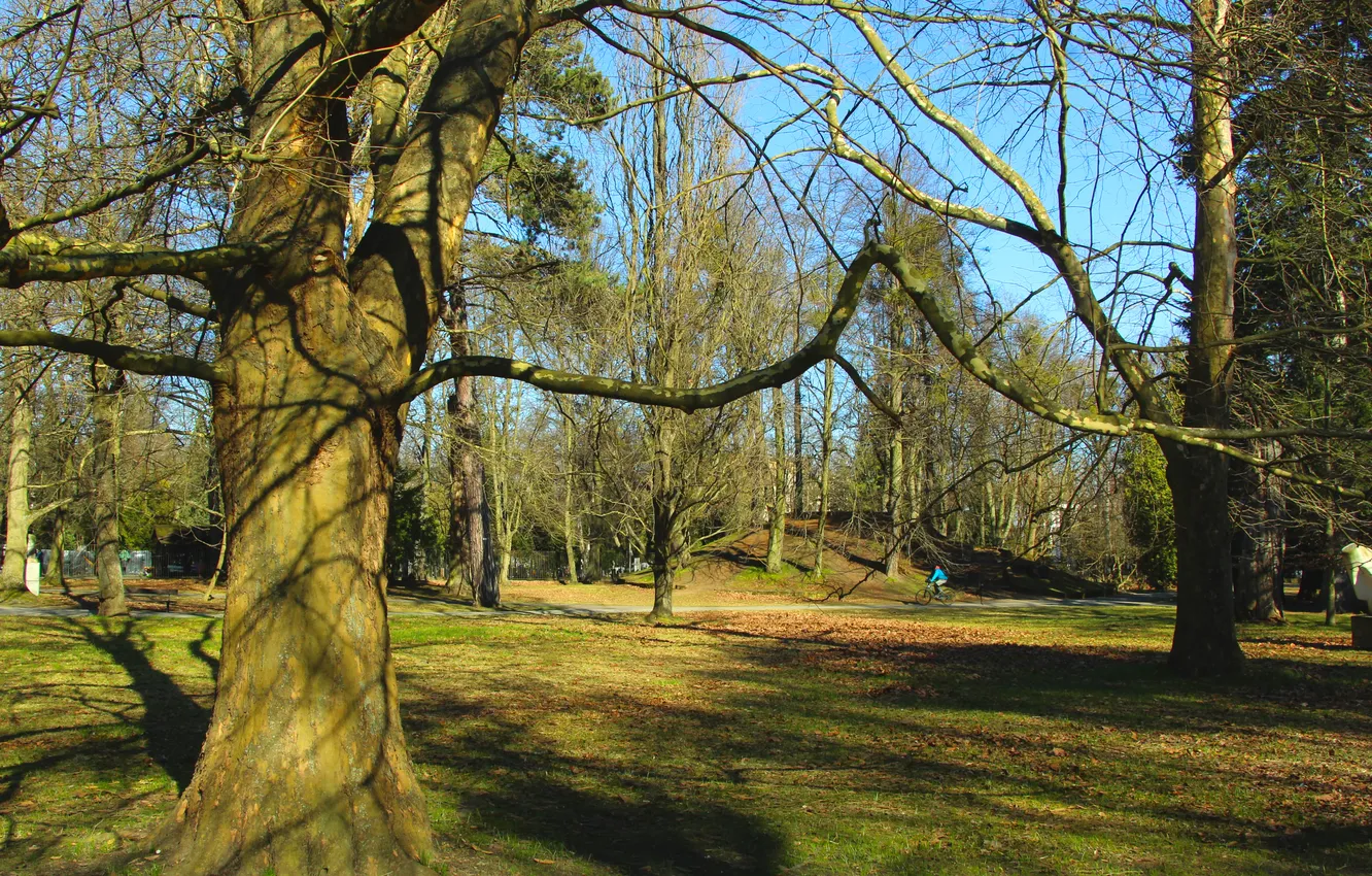 Фото обои park, tree, trunk