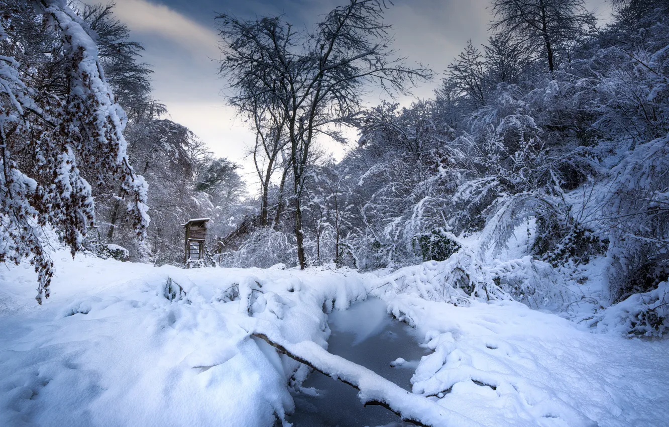Фото обои зима, лес, снег, вышка