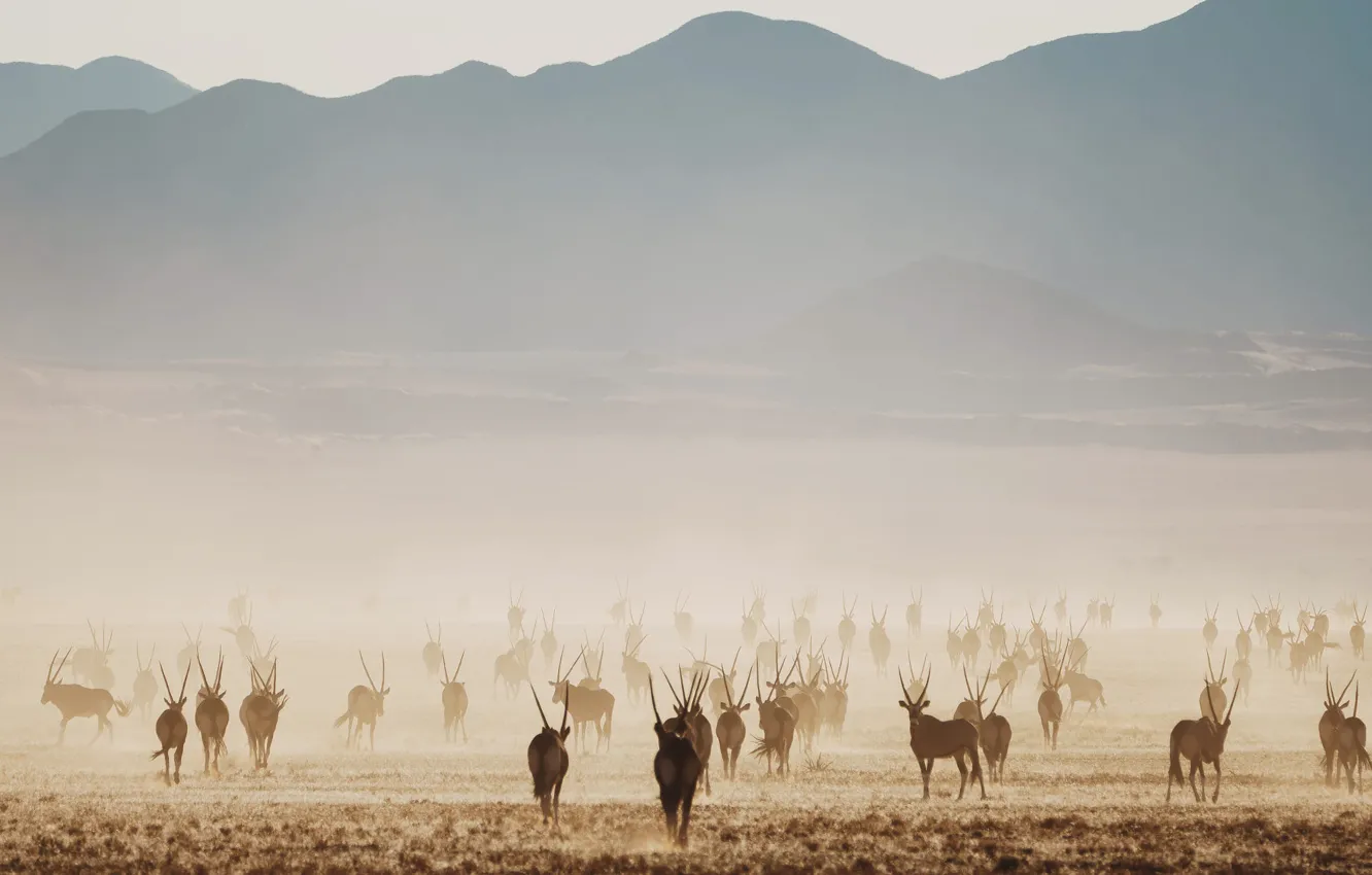 Фото обои поле, холм, Африка, Намибия, стадо, антилопа, орикс, выгон