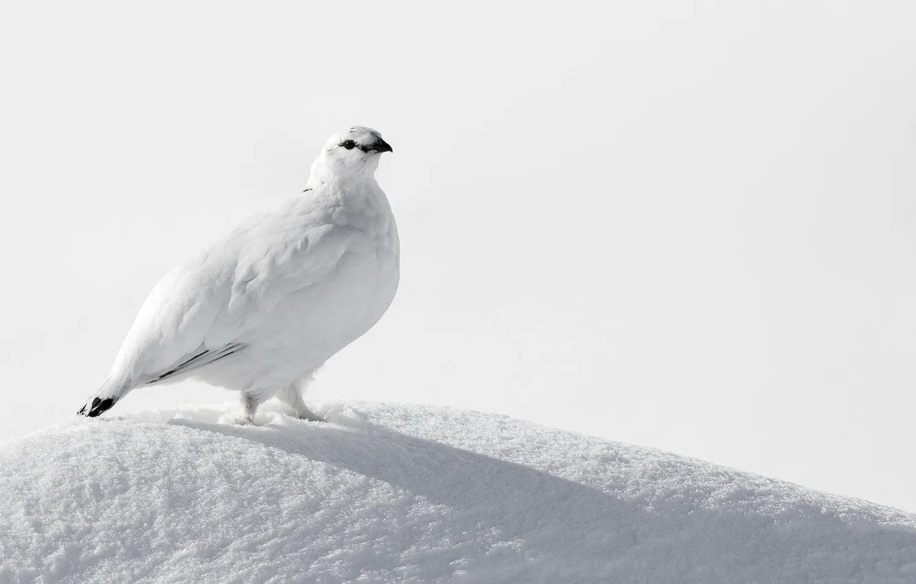 Фото обои снег, птица, White, Ptarmigan