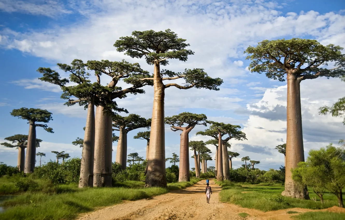 Фото обои trees, Madagascar, Baobab Alley