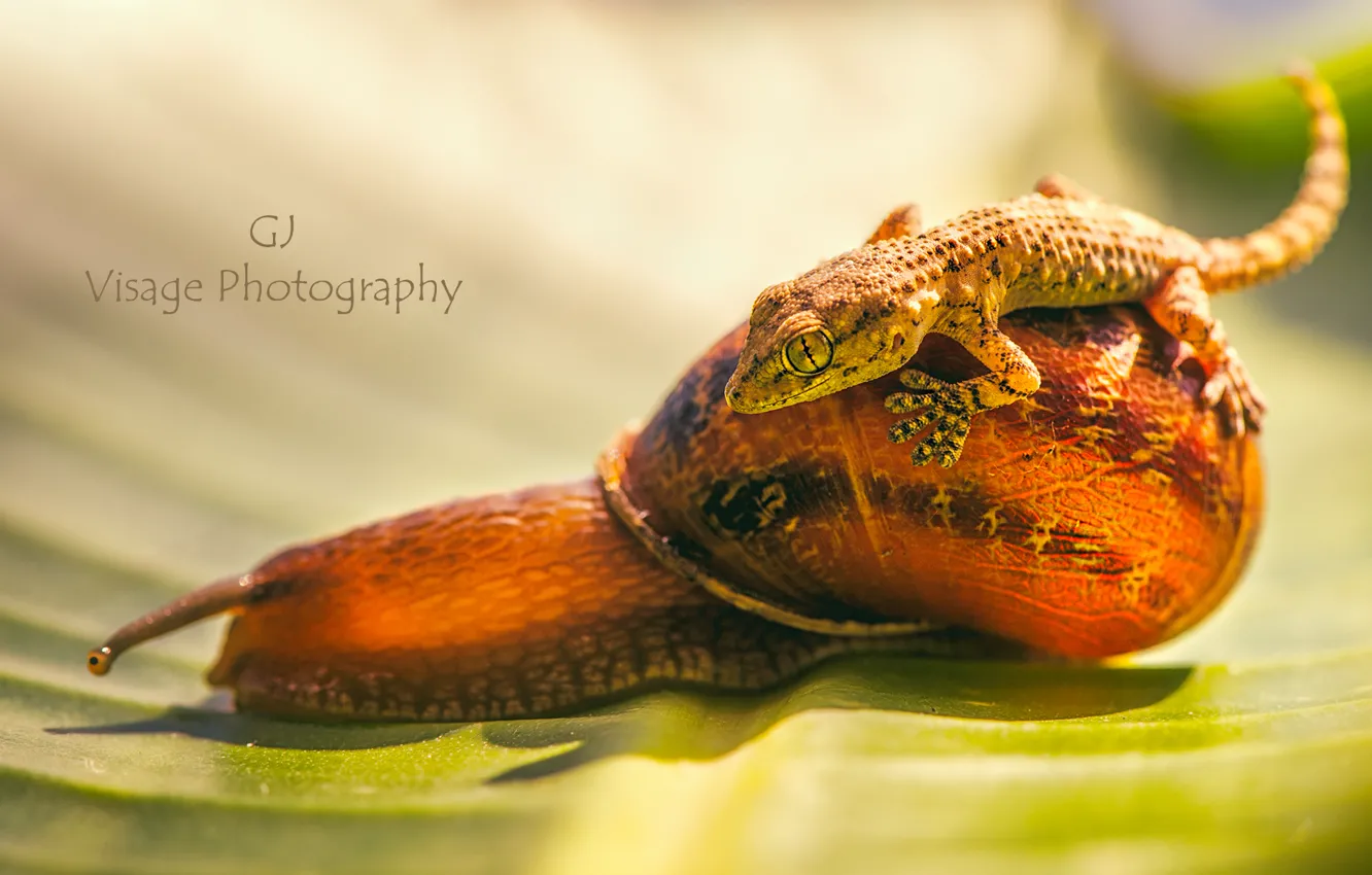 Фото обои природа, улитка, геккон, by GJ-Vernon