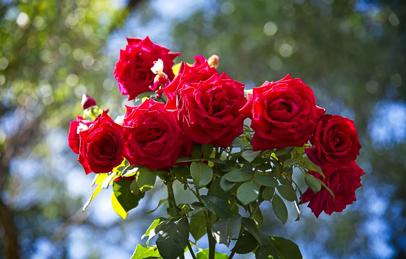 Фото обои листья, свет, цветы, фон, яркие, розы, букет, красные