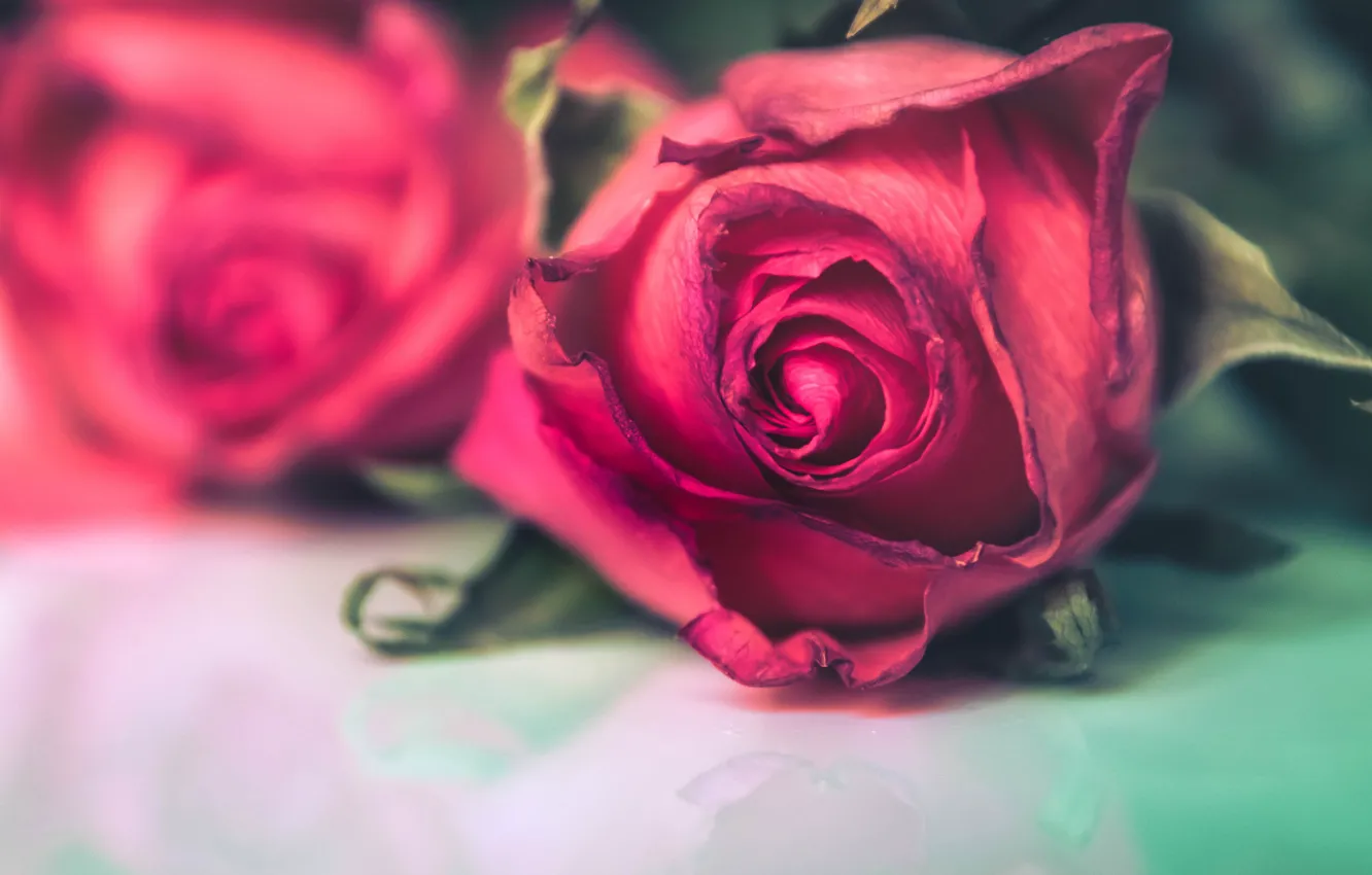 Фото обои цветы, фон, розы, размытие, красные, бутоны, лежат