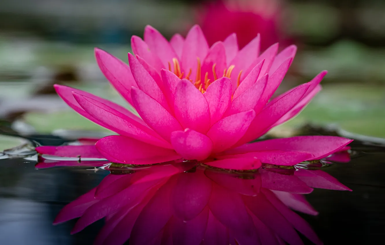 Фото обои цветы, лилии, лепестки, лотос