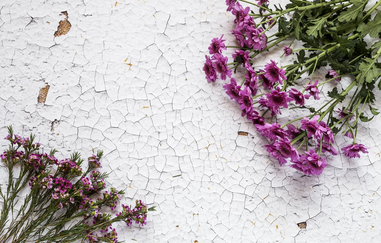 Фото обои цветы, букет, хризантемы, wood, flowers, purple
