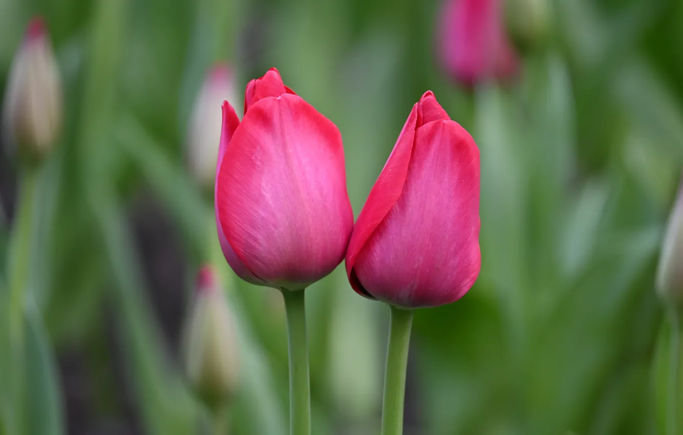 Фото обои цветы, весна, сад, тюльпаны, розовые, парочка, бутоны