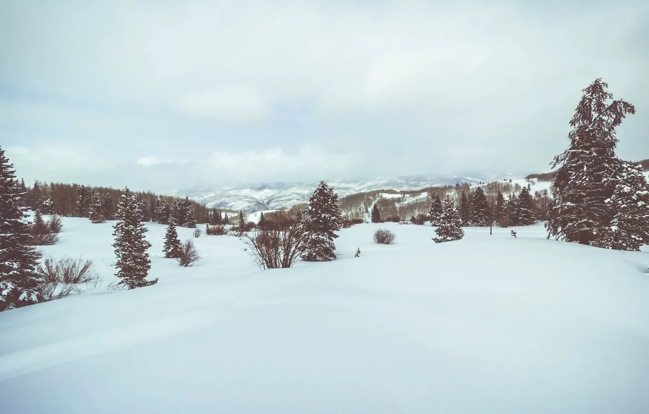 Фото обои trees, winter, snow, hills