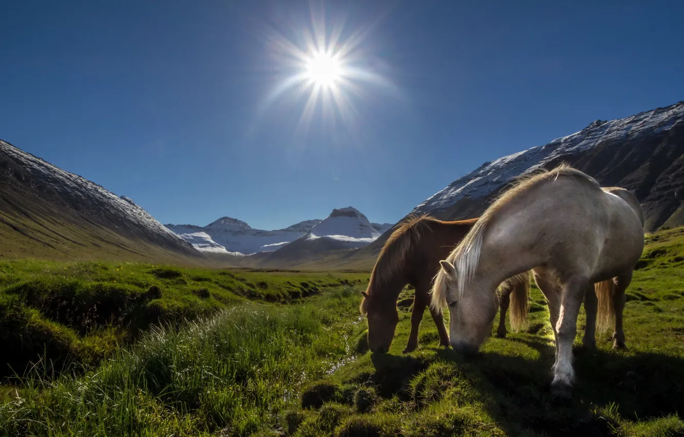 Фото обои пейзаж, горы, кони, утро