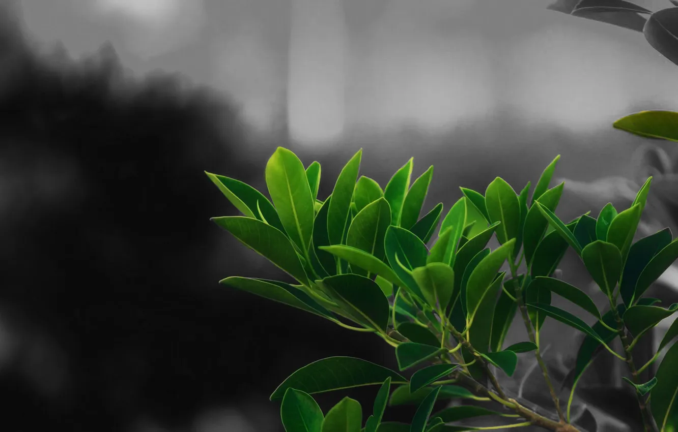 Фото обои green, leaves, macro, Partial Color, photograyhy