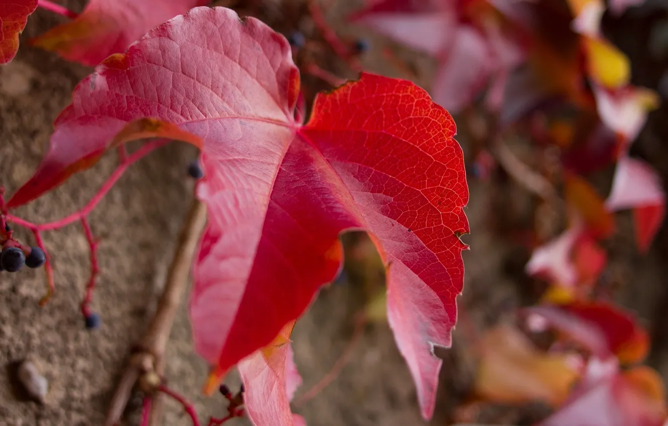 Фото обои осень, лист, ягоды, виноград, лоза