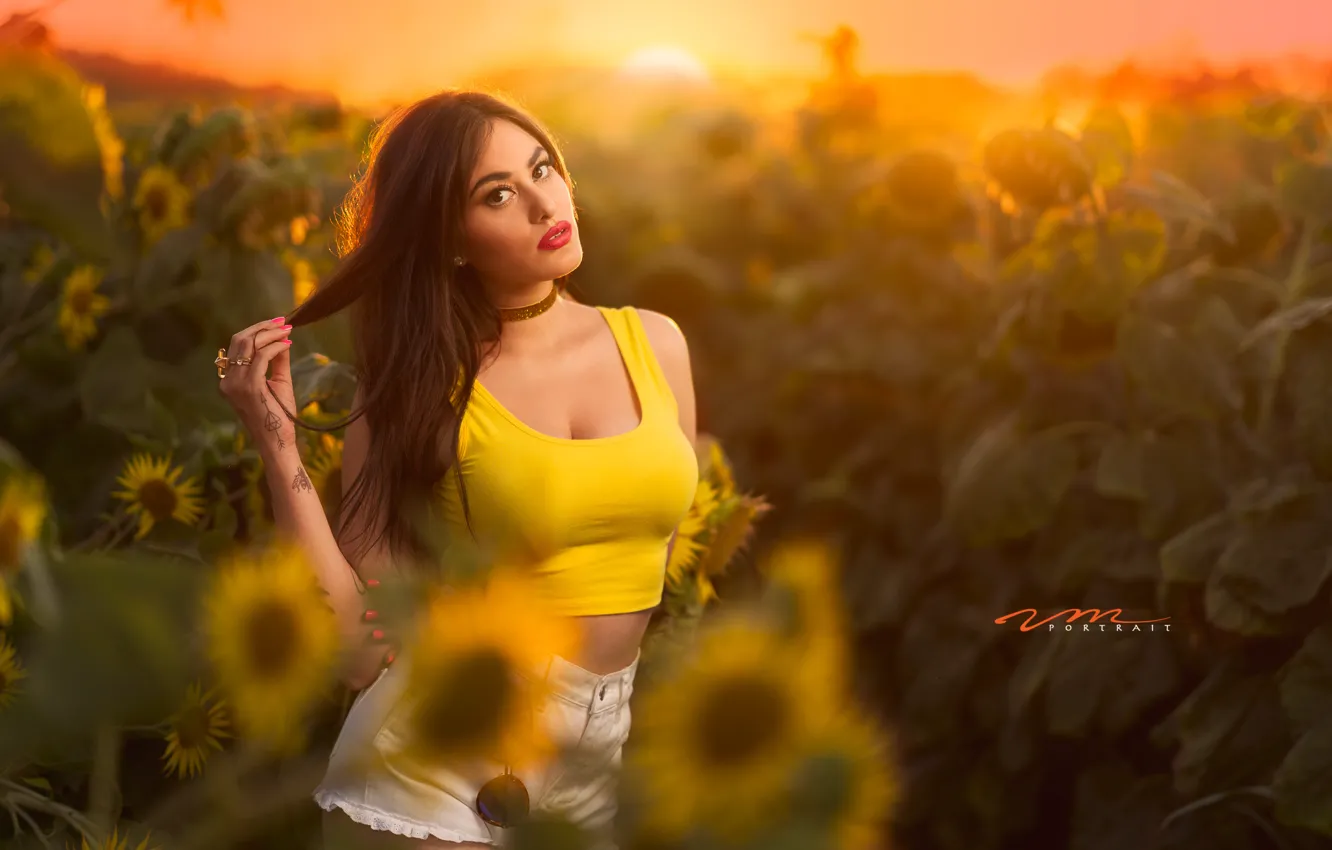 Фото обои лето, природа, sunflower, bernadette