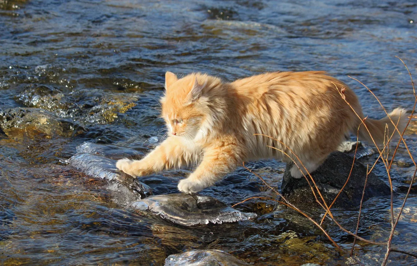 Фото обои кот, вода, камни, рыжий, бесстрашный, исследователь