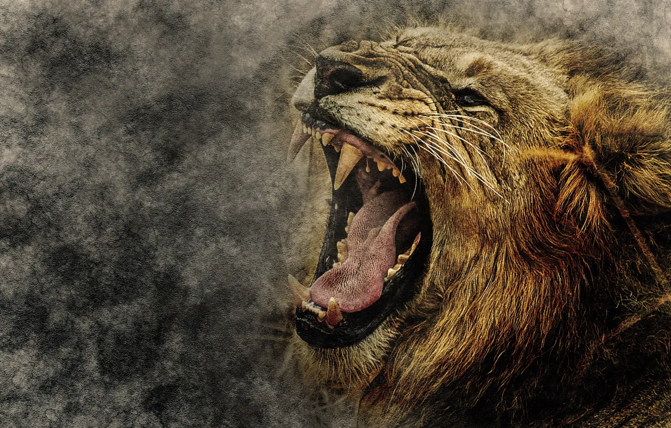 Фото обои Art, Lion, Animals, Grin, Muzzle