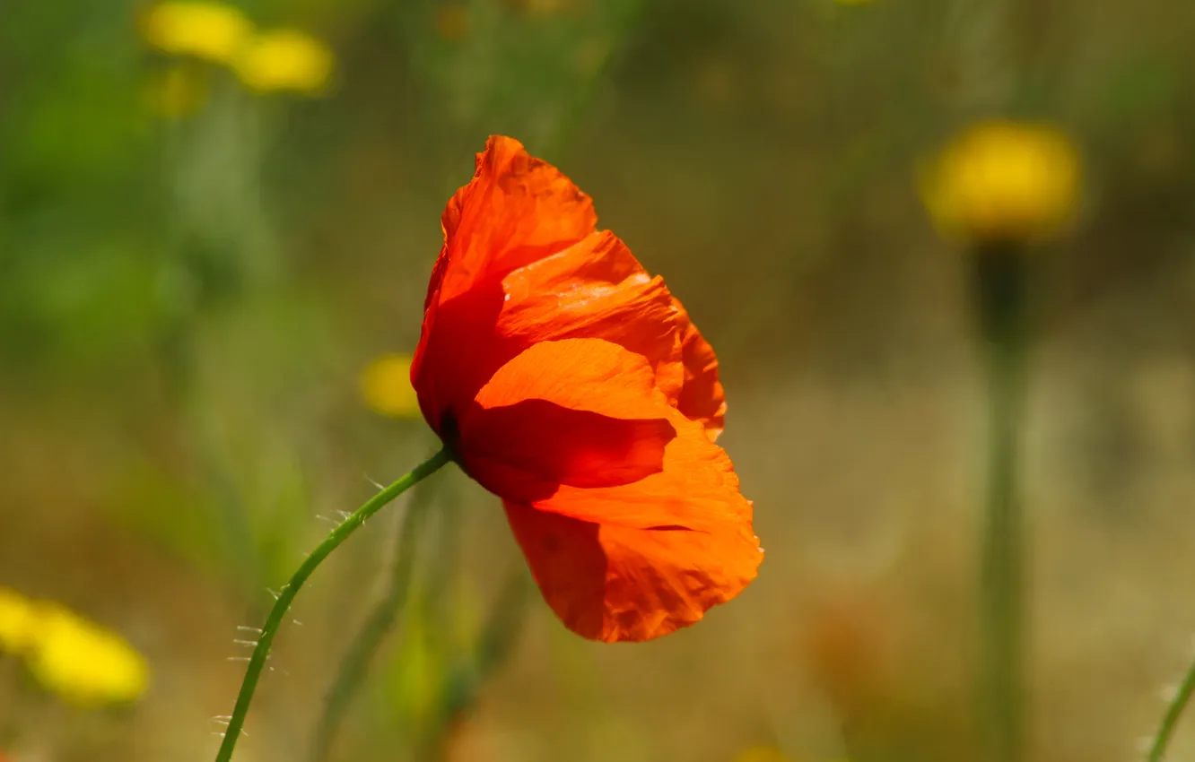 Фото обои red, flower, poppy