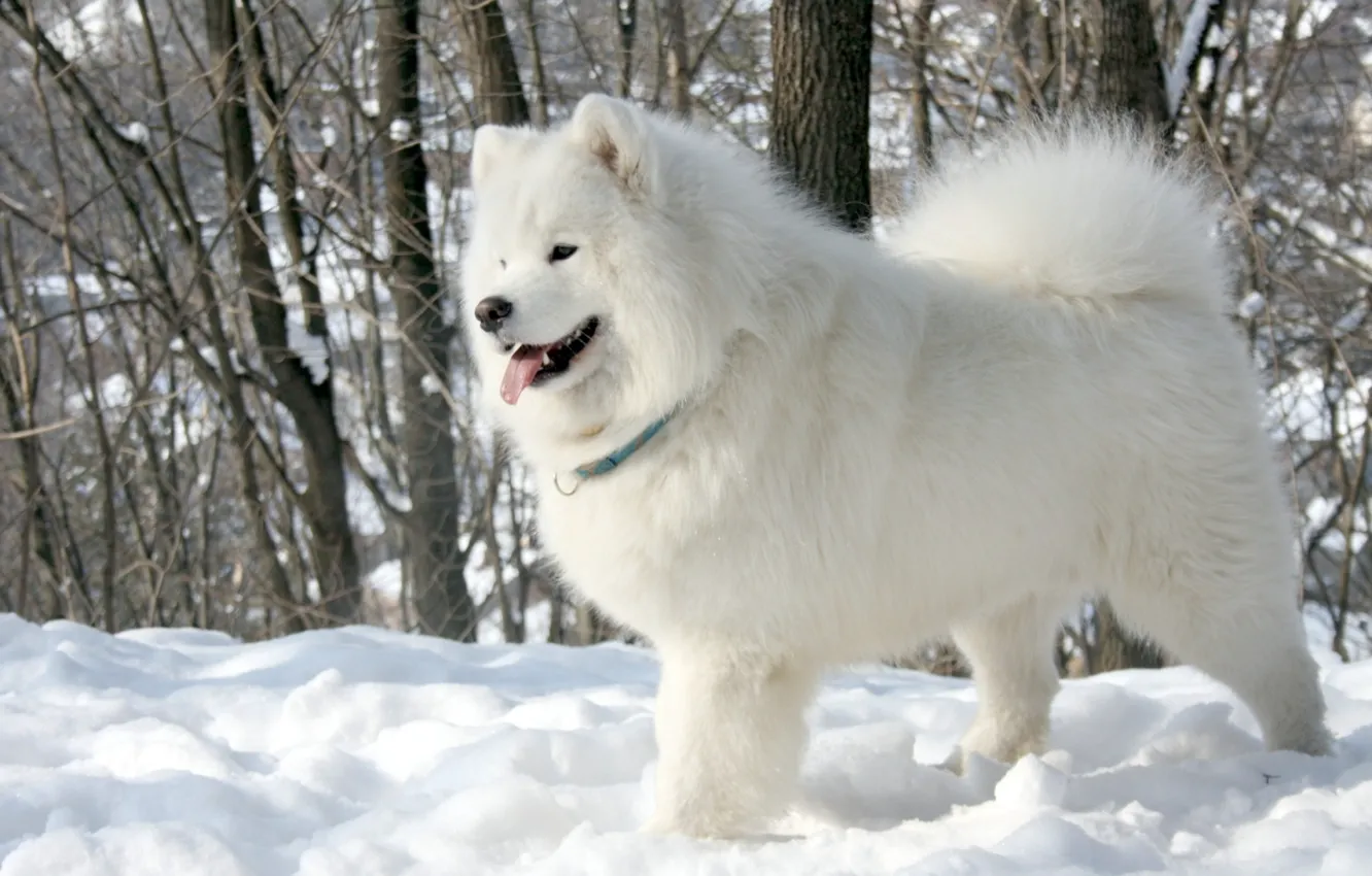Фото обои язык, белый, снег, деревья, фон, собака, Samoyed, Самоед