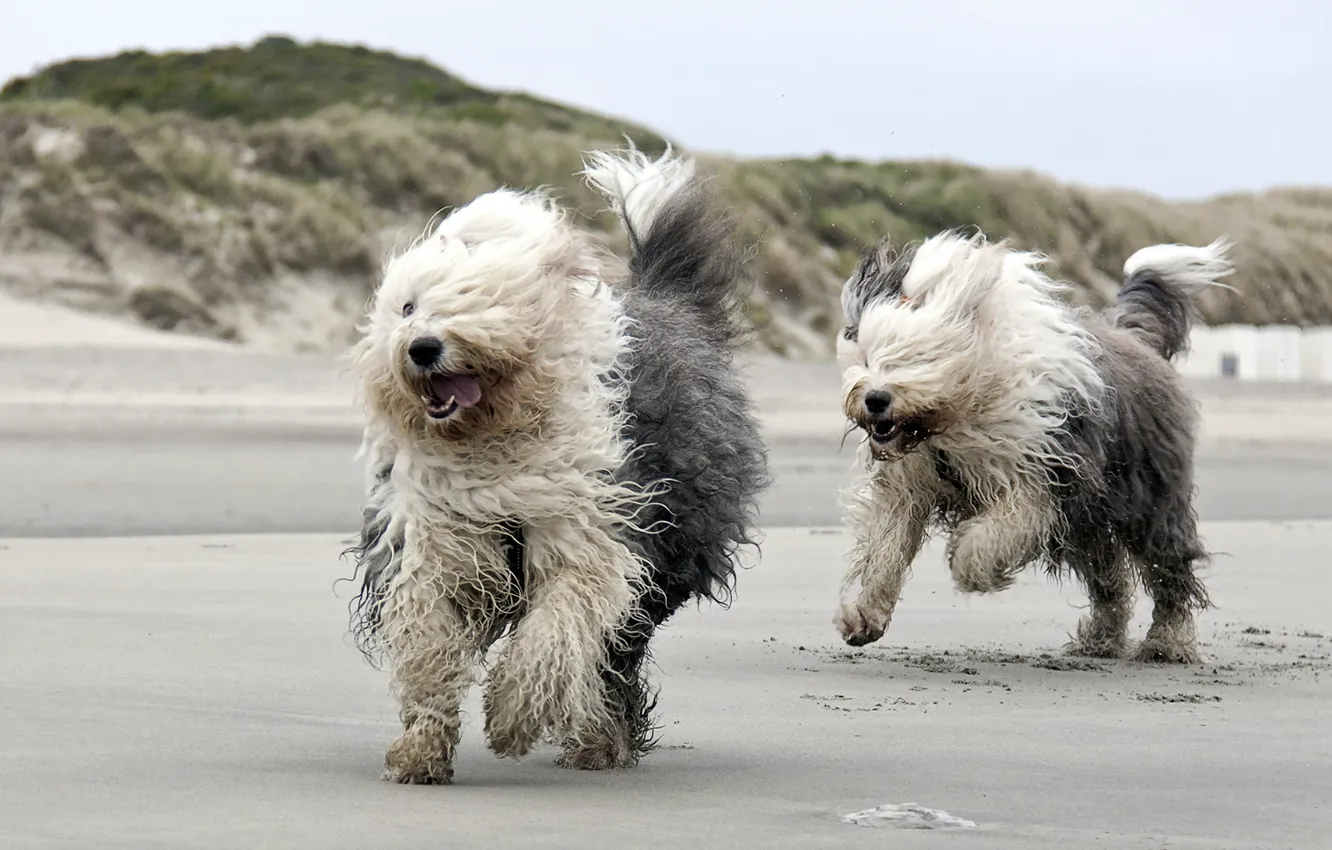 Фото обои собаки, пляж, бег
