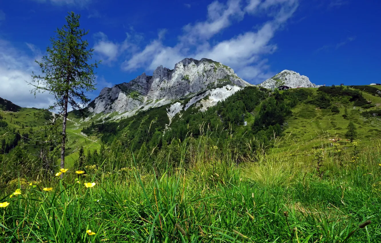 Фото обои трава, пейзаж, горы, природа, дерево