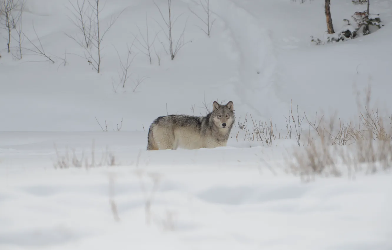 Фото обои winter, snow, wolf