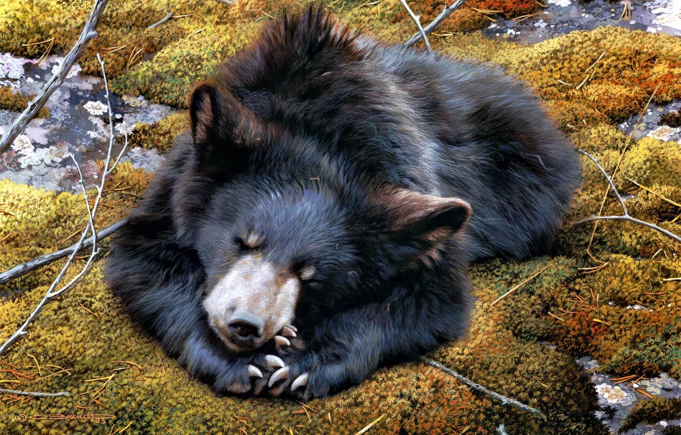 Фото обои мох, сон, медведь, арт, Carl Brenders