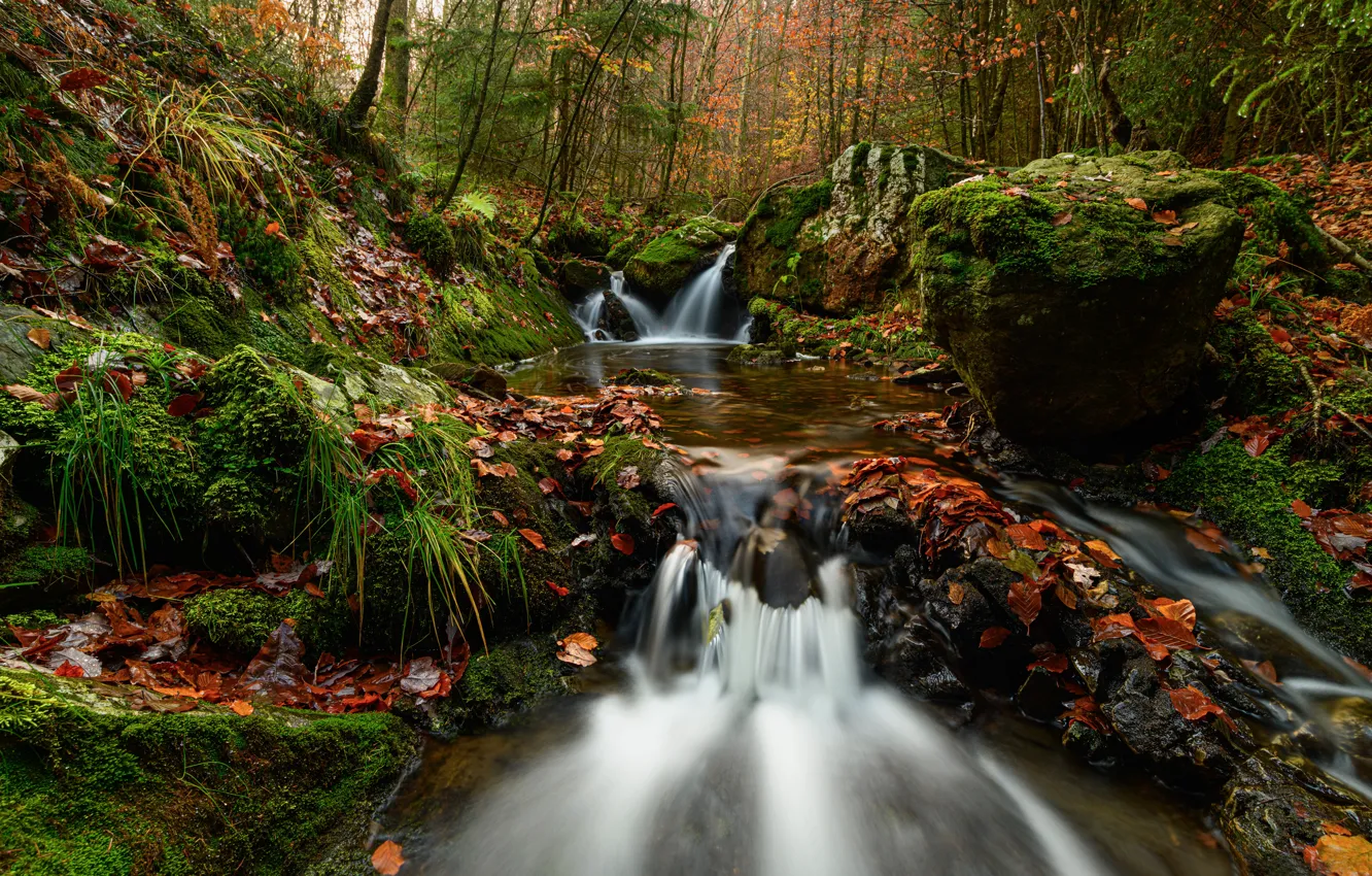 Фото обои осень, лес, ручей, водопад, Бельгия, каскад, опавшие листья